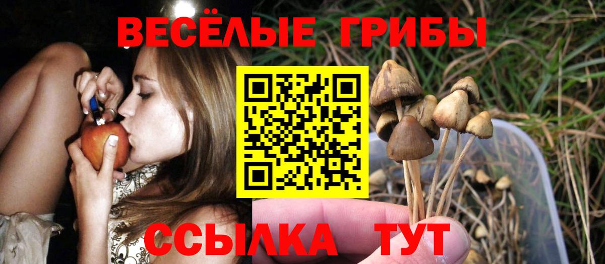 Псилоцибиновые грибы Psilocybe  что такое наркотик  Горячий Ключ 